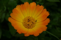Calendula suffruticosa boissieri