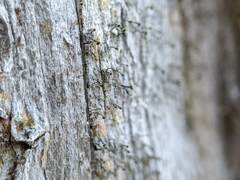 Chaenotheca hispidula