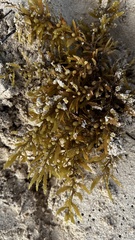 Sargassum