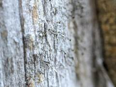 Chaenotheca hispidula