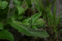 Calendula suffruticosa boissieri