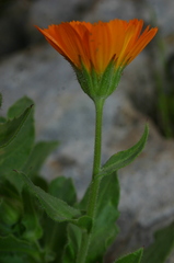 Calendula suffruticosa boissieri
