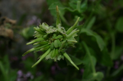 Calendula suffruticosa boissieri
