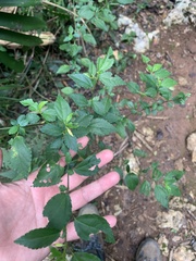 Corchorus siliquosus