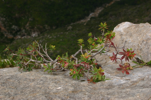 Euphorbia bivonae subsp. bivonae image