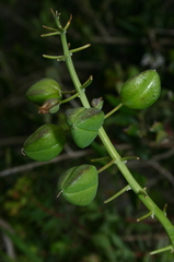 Bellevalia mauritanica