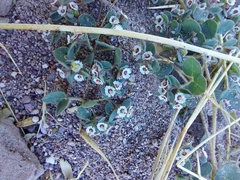 Euphorbia brandegeei