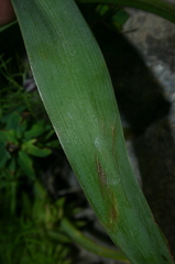 Bellevalia mauritanica