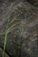 Oryzopsis coerulescens
