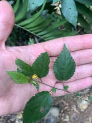 Corchorus siliquosus