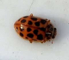 Anisosticta novemdecimpunctata