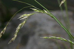 Oryzopsis coerulescens