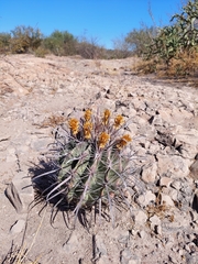 Ferocactus peninsulae