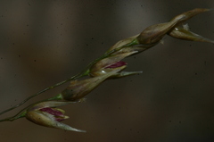 Oryzopsis coerulescens