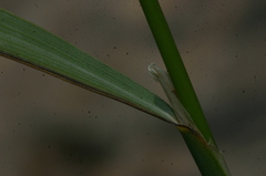 Oryzopsis coerulescens
