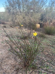Crocanthemum aldersonii