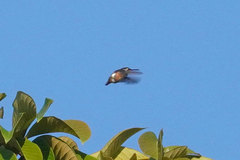 Calliphlox amethystina