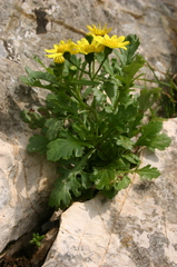 Senecio leucanthemifolius