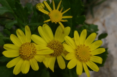 Senecio leucanthemifolius