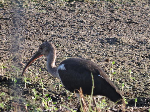 White Ibis photographed in North Carolina