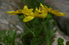 Senecio leucanthemifolius
