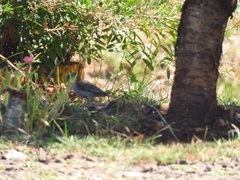 Zonotrichia capensis australis