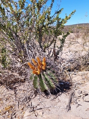 Ferocactus peninsulae