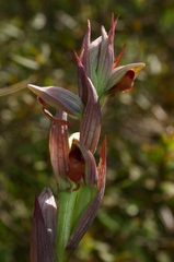 Serapias parviflora