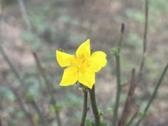 Crocanthemum aldersonii