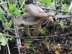 Entoloma