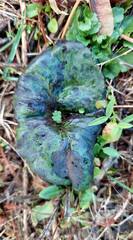 Trillium kurabayashii