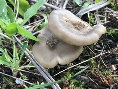 Entoloma