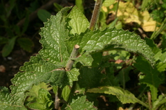 Verbascum creticum