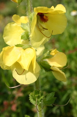Verbascum creticum