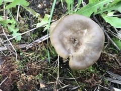 Entoloma