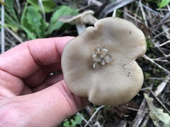 Entoloma