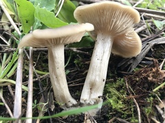 Entoloma