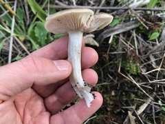 Entoloma