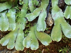 Targionia hypophylla