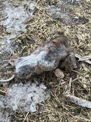 Microtus pennsylvanicus
