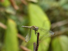 Erythrodiplax umbrata