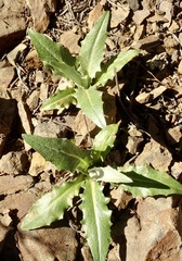 Stephanomeria cichoriacea