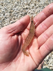 Metapenaeus bennettae