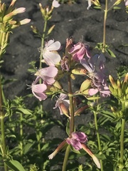 Saponaria officinalis