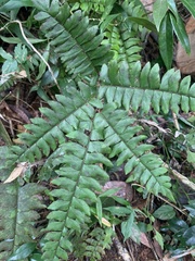 Adiantum latifolium