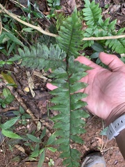 Adiantum latifolium