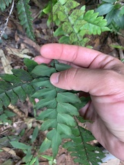 Adiantum latifolium