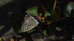 Theclinesthes onycha