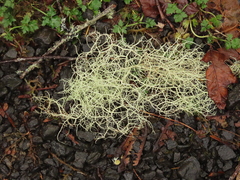 Usnea fragilescens