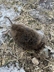 Microtus pennsylvanicus